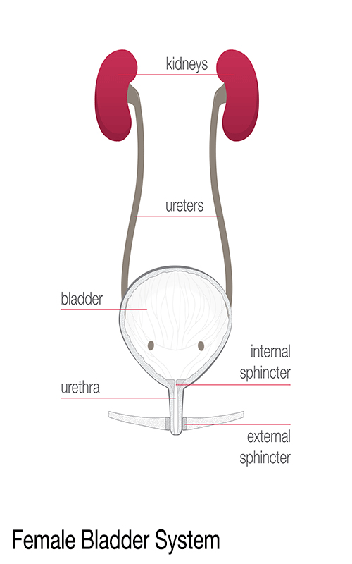 female-urinary-system-illustration_revised
