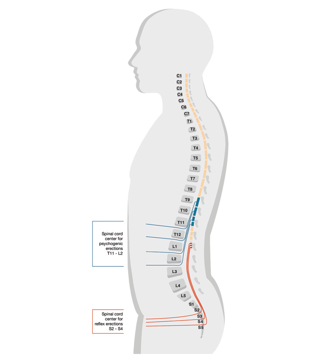 Illustration-lower-spinal-nerves_650x728